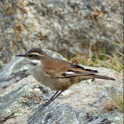 Grey-Flanked Cinclodes